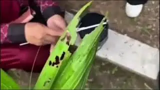 Laprak Fistum(pengukuran pertumbuhan bibit kelapa sawit)