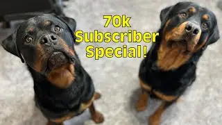 The Rotty Channel Hits 70,000 subscribers!