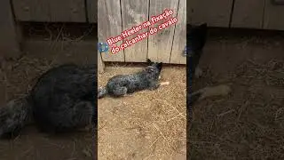 #brazil #horse #blueheeler #farmer