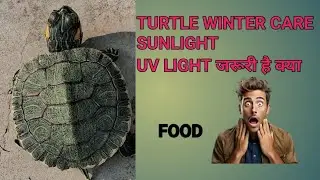 Turtle Winter Care, Food , Uv light, sunlight Full knowledge video in Hindi