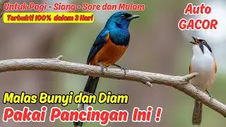 Masteran Murai Batu Full Isian Tembakan Mewah, Agar Cepat Gacor