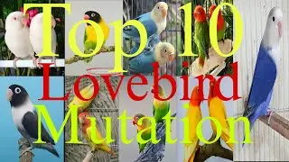 Top 10 lovebird mutation top mutation lovebird #lovebirds @Royalbirdlover@PARROTDIPANKAR 🔥🥰