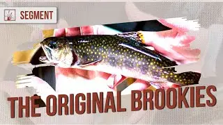 How the DNR is Raising and Stocking Genetically Original Brook Trout