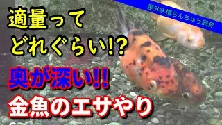 【屋外水槽らんちゅう飼育】適量ってどれくらい！？奥が深い金魚のエサやり