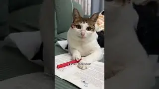 Cats getting better jobs 🤑