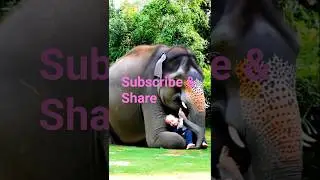 Big elephant hug baby