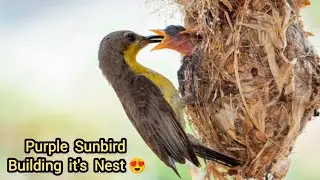 Purple Sunbird building Nest 😍 | Bird nests | birds of indian subcontinent #birds #birdnests 