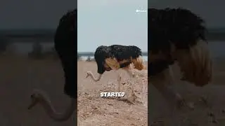 Debunking the Myth  Ostriches Don't Bury Their Heads!