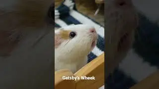 WHEEK of the WEEK