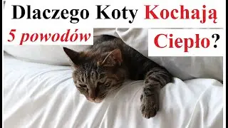 5 powodów Dlaczego Koty kochają Ciepło