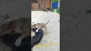 #americanbully #тайсон #travel #булли #немецкаяовчарка #собака