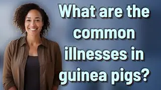 What are the common illnesses in guinea pigs?