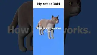 My cat at 3AM #memes