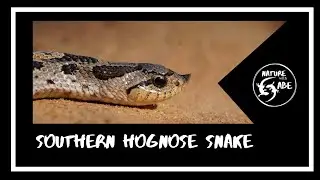 Southern Hognose Snake (Species Profile #1)