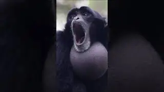 Gibbon Monkey Call