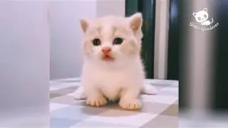 Epic fail funny Cats