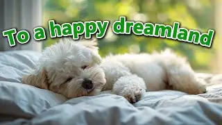 Music that easily leads a dog to a happy dreamland  #DogMusic #CalmDogs #PetRelaxation #DogSleep
