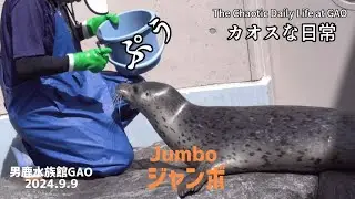 【ジャンボ「ぷぅぅ！」】Snorting Jumbo【鼻を鳴らしてる！】