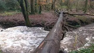 Swim along the woods - Trevaylor