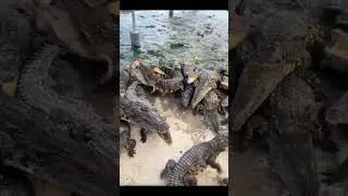 crocodile feeding #crocodile #animallovers #animals #lifeinthejungle