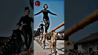 Watch how circus performances with dogs are shown