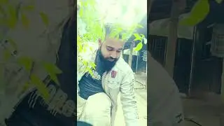 বিন্দু মরিচ গাছে অনেক মরিচ #gardening #agriculture #viral 