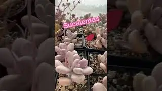 #Graptopetalum Amethystinum propagar por hoja. #shorts #suculentas #succulent  #cactus
