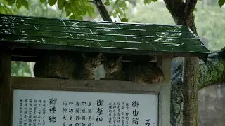 The Cats of Gokogu Shrine | Japanese Film Festival 2025 (1 Oct - 12 Oct 2025)
