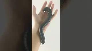 Giant African Millipede, Archispirostreptus Gigas