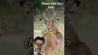 Mr beast #safari #funny #cheetah #animals  #cheetahconservation  #cheetahhunt #wildlife #shorts