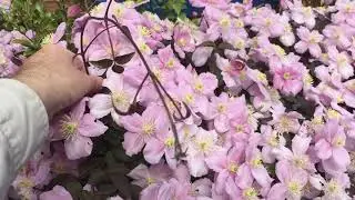 My Clematis Montana 'Mayleen', 2022