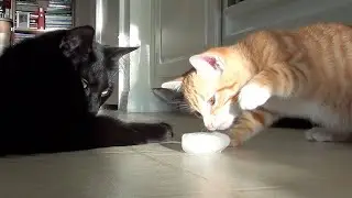 Kitten's First Ice Cube - Cole and Marmalade