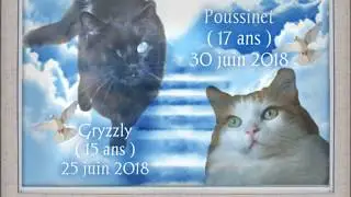 Hommage à Gryzzly et Poussinet
