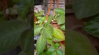 Hanging Plants || Turtle vein || Flame Violet || Heart vein || #youtubeshorts #shortvideo#short feed