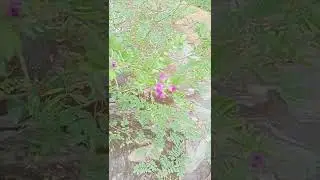 Tephrosia&nbsp;purpurea - கொழிஞ்சி - common tephrosia, fish poison, wild indigo