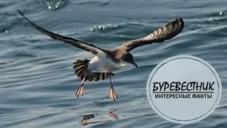 БУРЕВЕСТНИК🦅/Гордый и Смелый🦅🦅