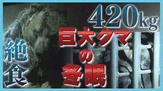 【１分間に３回呼吸】寝息を調査…冬眠する巨大クマの姿　なぜ住宅街に？研究進まぬクマの生態に迫る　北海道