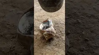 Recycling Scrap Aluminum Into Snail Shell Art 🎨 #shorts #viralvideo #restoration