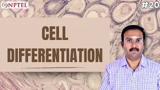 #20 Cell Differentiation | Introduction to Tissue Engineering