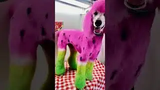 Colour full poodle dogs internet image #colors #poodle #hairstyle #bollywood #viralvideo
