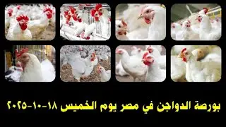 اسعار الفراخ البيضاء اليوم/ سعر الفراخ البيضاء الخميس 2025/12/18 في مصر جمله وقطاعي
