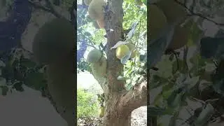Jack Fruit tree