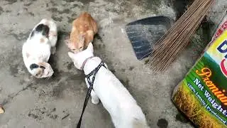 Cat Adventure Vlog | Yuki&rsquo;s Outdoor Fun Walking on Grass & Marking Territory #cat #adoptdontshop 
