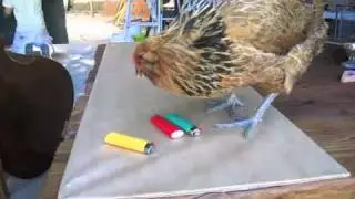 chicken tricks 2