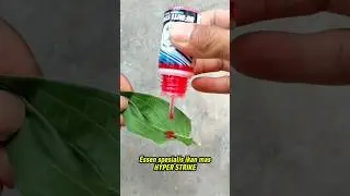 Essen Spesialis ikan Mas