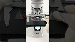 Would you still eat a strawberry when it's magnified 400 times? #microscope