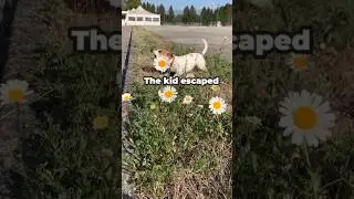 🐶 Stray Dog Saves Child From Kidnapper | Real Animal Hero Story #Shorts