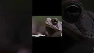 What Do Frogs Eat? #shorts #frog #frogs
