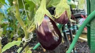 Transplant to harvest - How I grow eggplants in raised beds.  The science behind it.