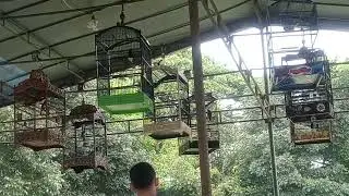 Latihan mental burung Kacer 